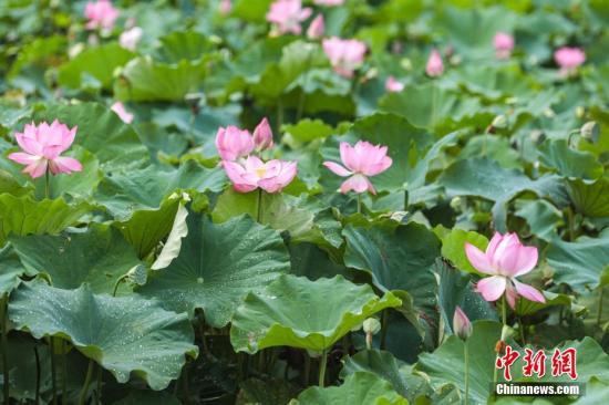 资料图：图为莲池中盛开的朵朵莲花。 刘力鑫 摄